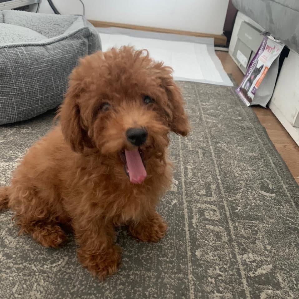 Post 10 by Poodlespekes Caniche on Instagram (carousel)