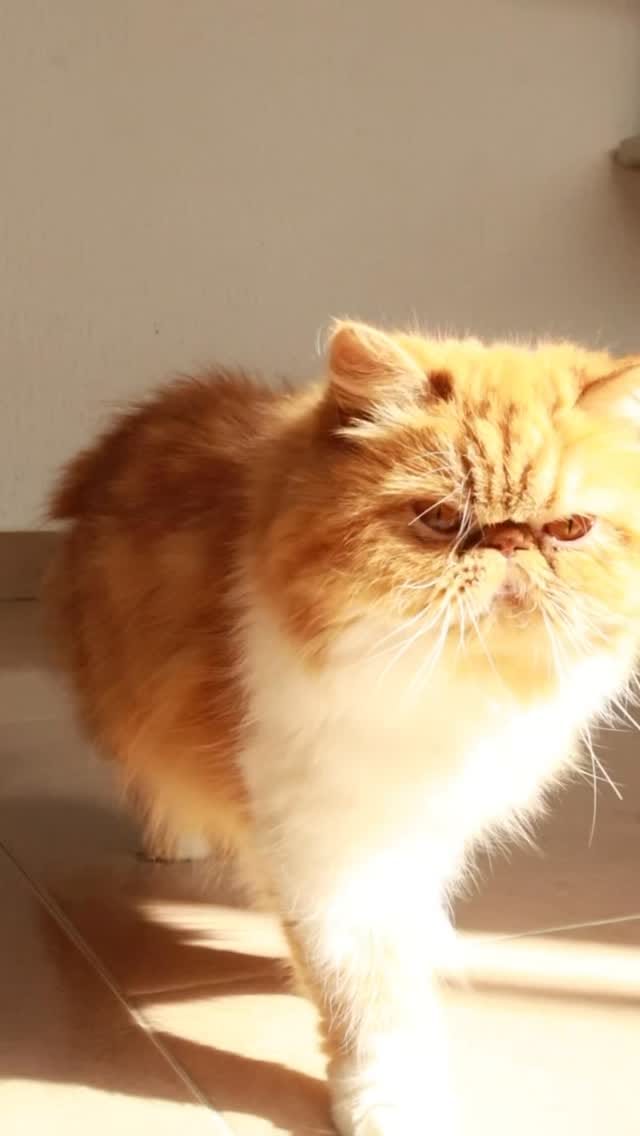 Post 7 by Poodlespekes Caniche on Instagram (video)
