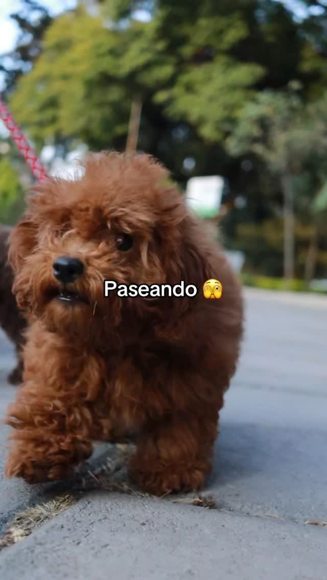 Post 2 by Poodlespekes Caniche on Instagram (video)