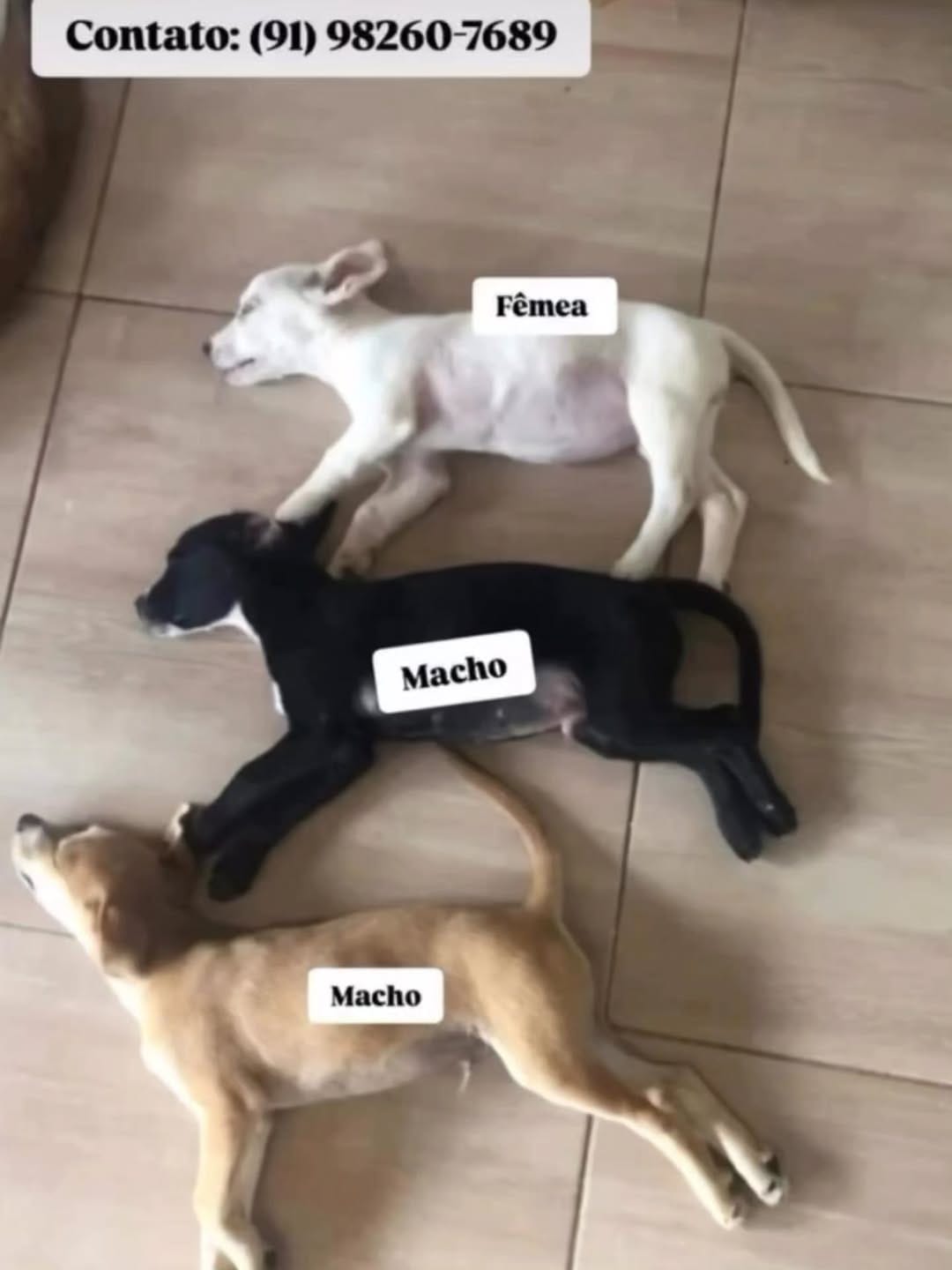 Post 4 by Adote um cachorro Belém Pa on Instagram (image)