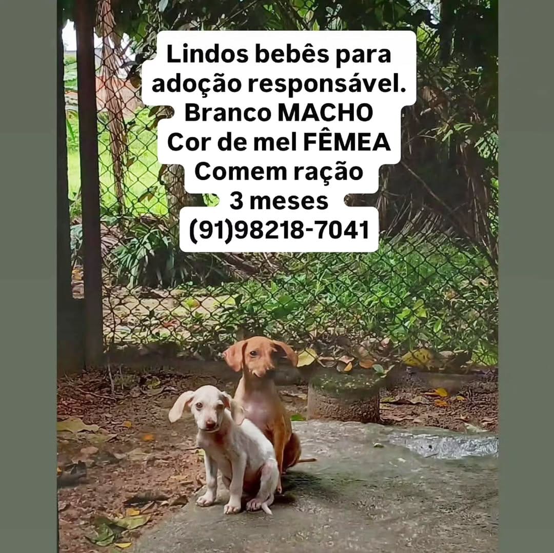 Post 10 by Adote um cachorro Belém Pa on Instagram (image)
