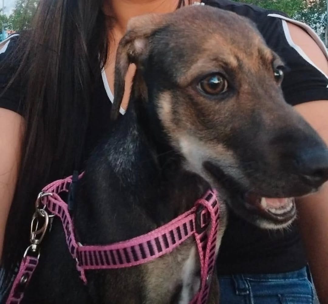 Post 6 by Adote um cachorro Belém Pa on Instagram (carousel)