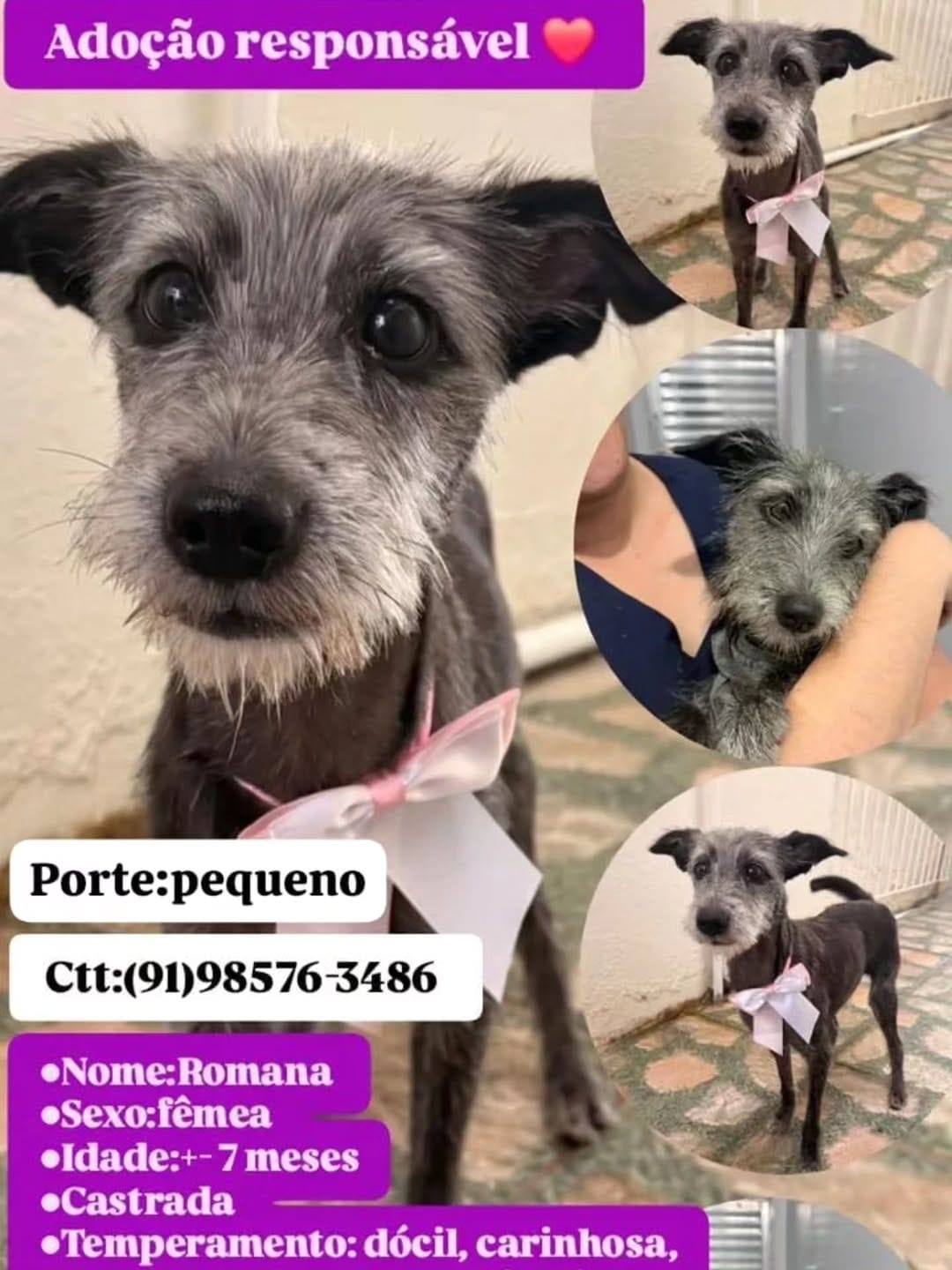 Post 1 by Adote um cachorro Belém Pa on Instagram (image)