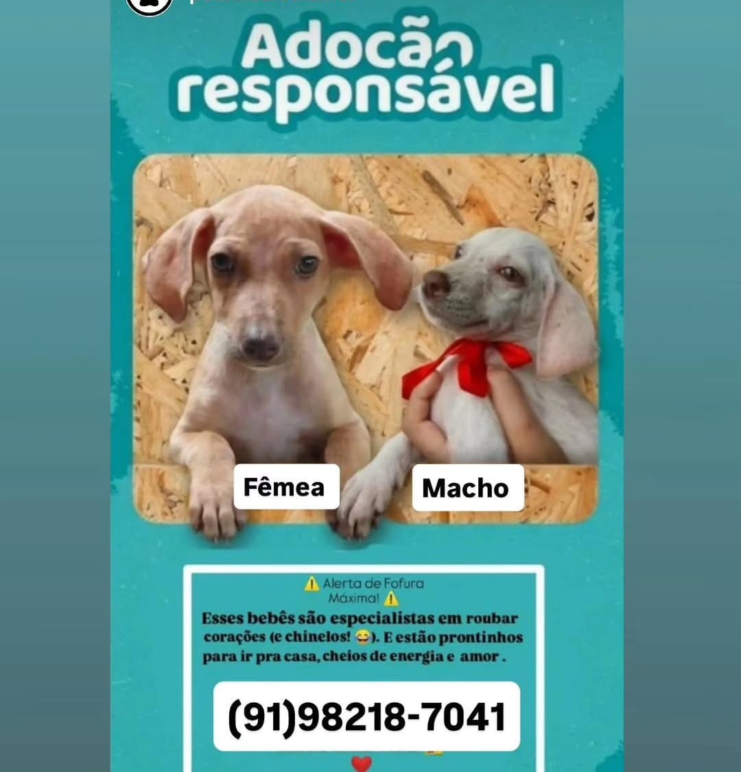 Post 5 by Adote um cachorro Belém Pa on Instagram (image)