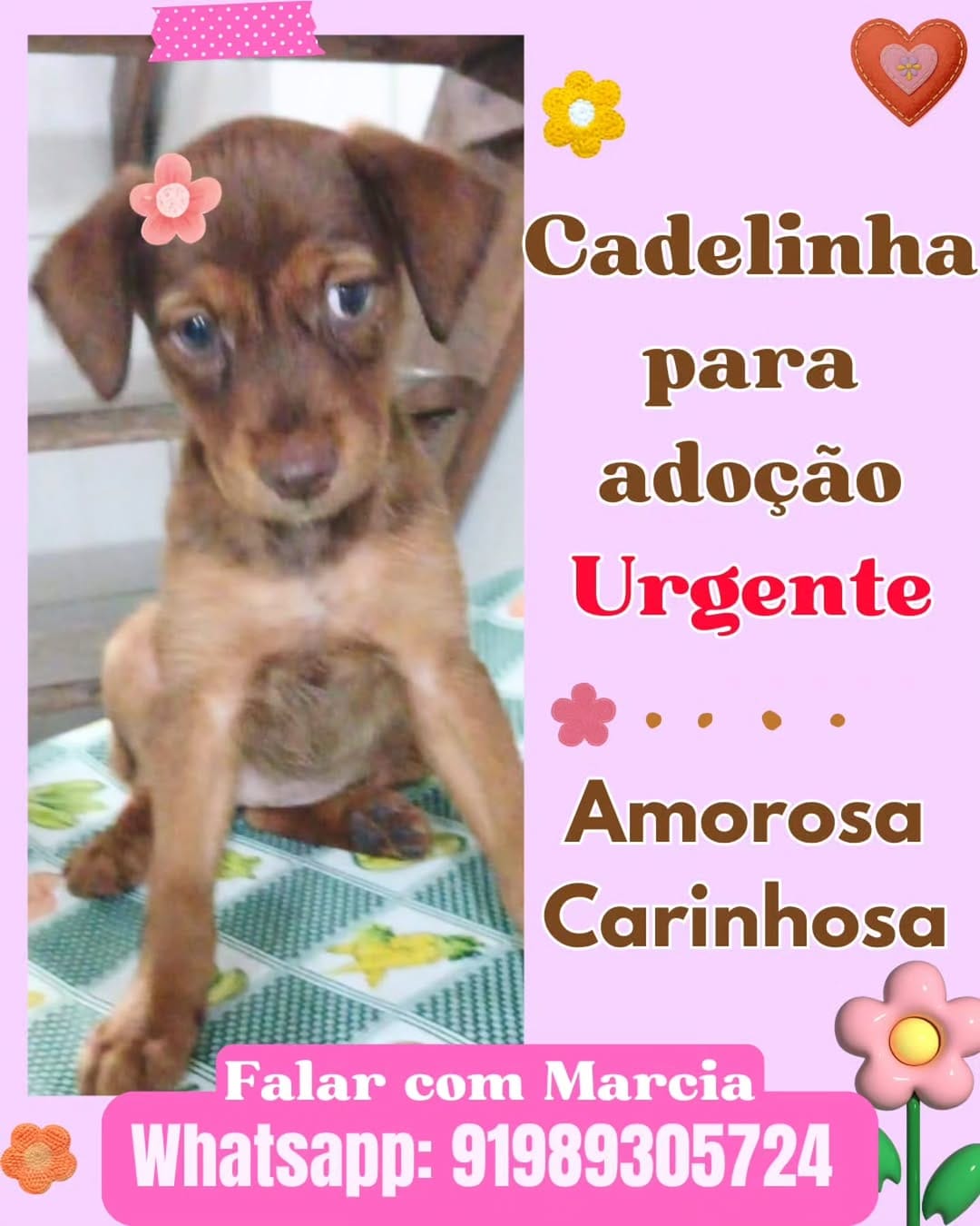 Post 7 by Adote um cachorro Belém Pa on Instagram (image)