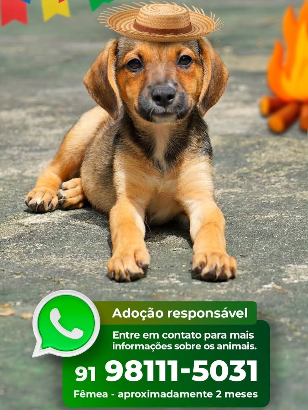 Post 3 by Adote um cachorro Belém Pa on Instagram (carousel)