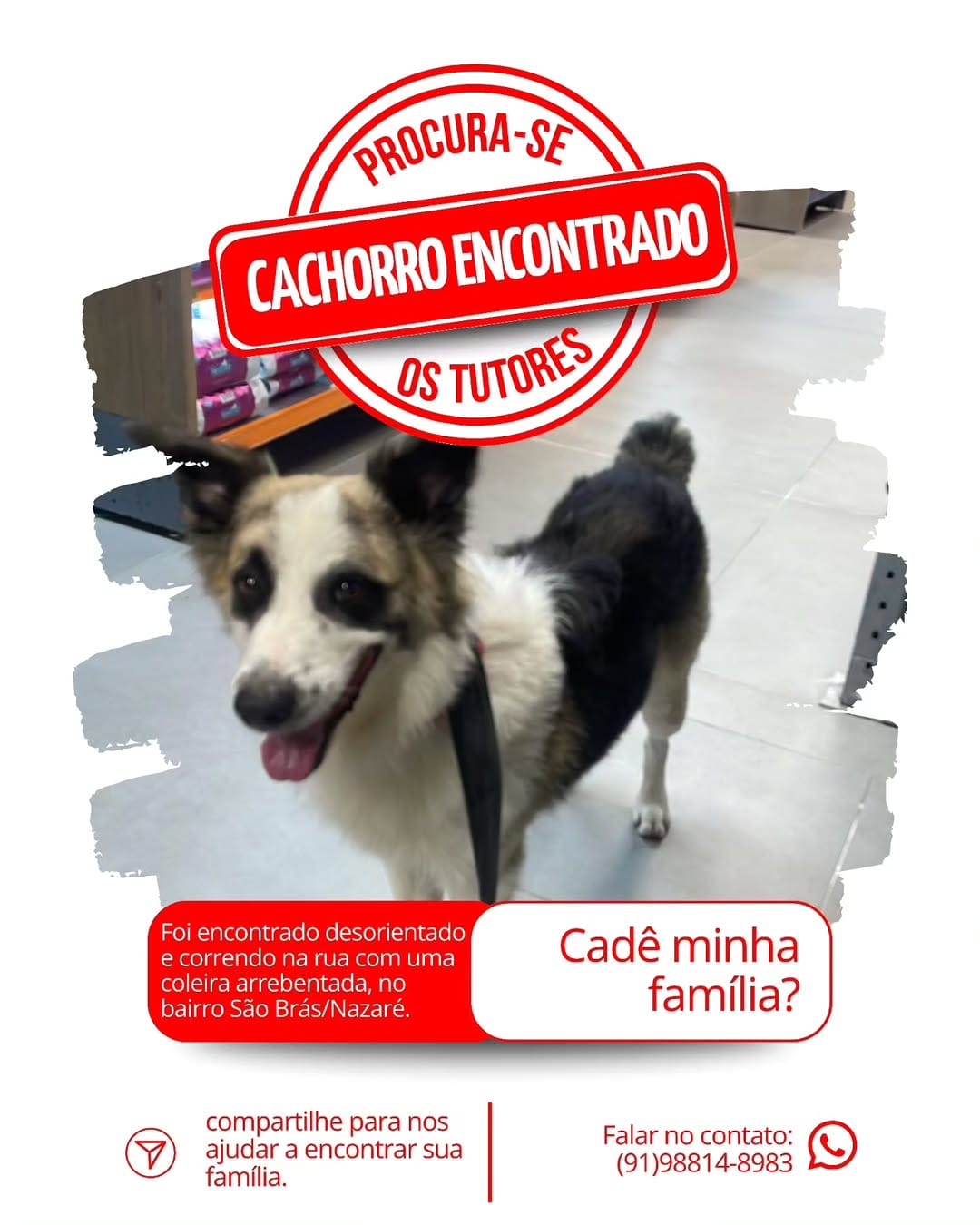 Post 9 by Adote um cachorro Belém Pa on Instagram (image)