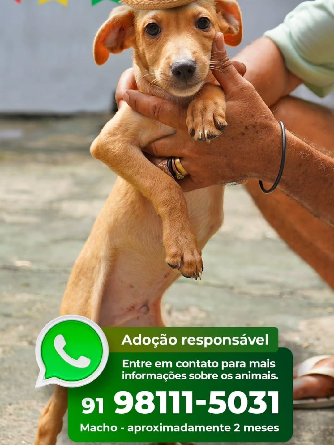 Post 2 by Adote um cachorro Belém Pa on Instagram (carousel)