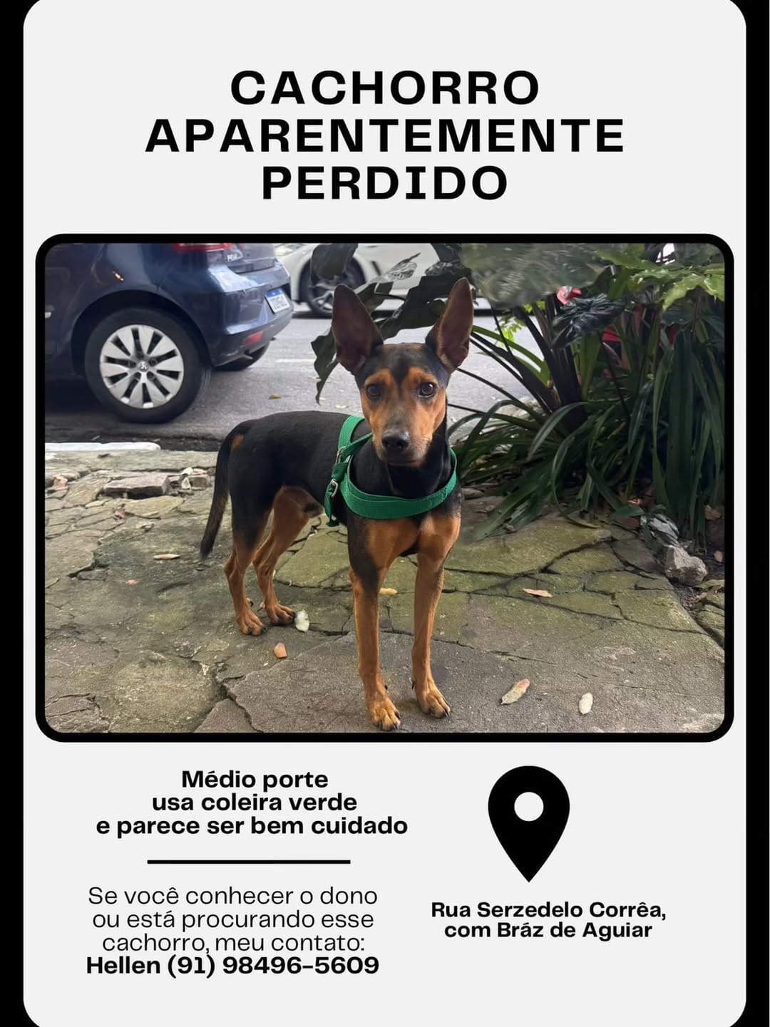 Post 8 by Adote um cachorro Belém Pa on Instagram (image)