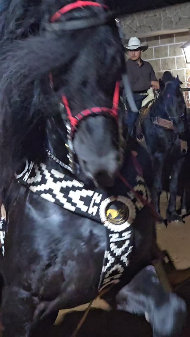 Post 5 by Todo Equinos México on Instagram (video)