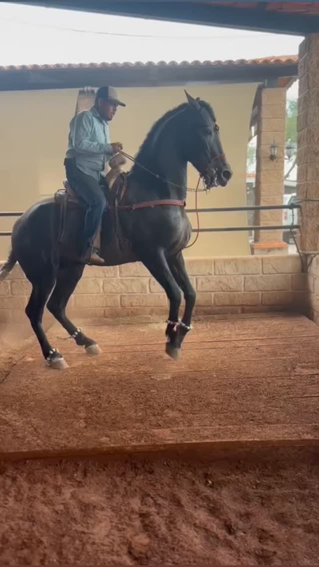 Post 7 by Todo Equinos México on Instagram (video)