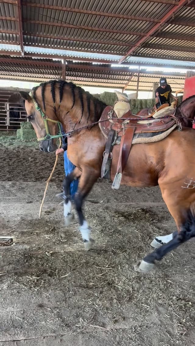 Post 8 by Todo Equinos México on Instagram (video)