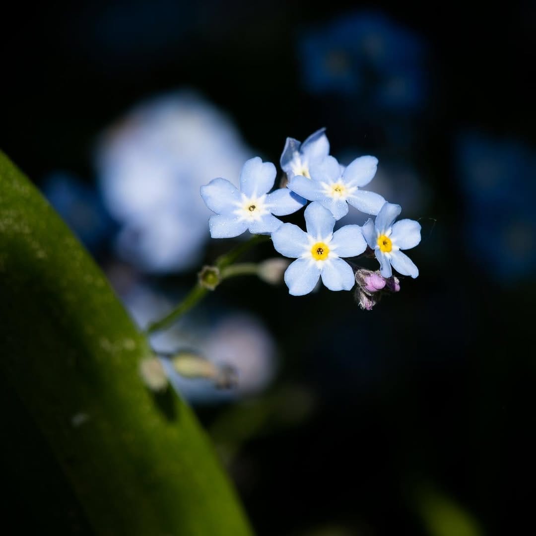 Post 7 by Anton Leonov on Instagram (image)