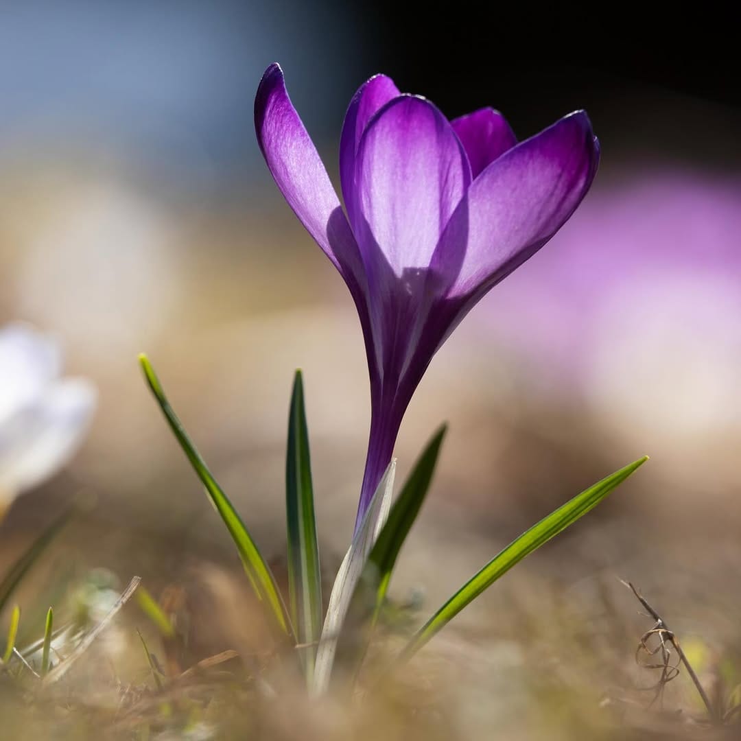 Post 5 by Anton Leonov on Instagram (image)
