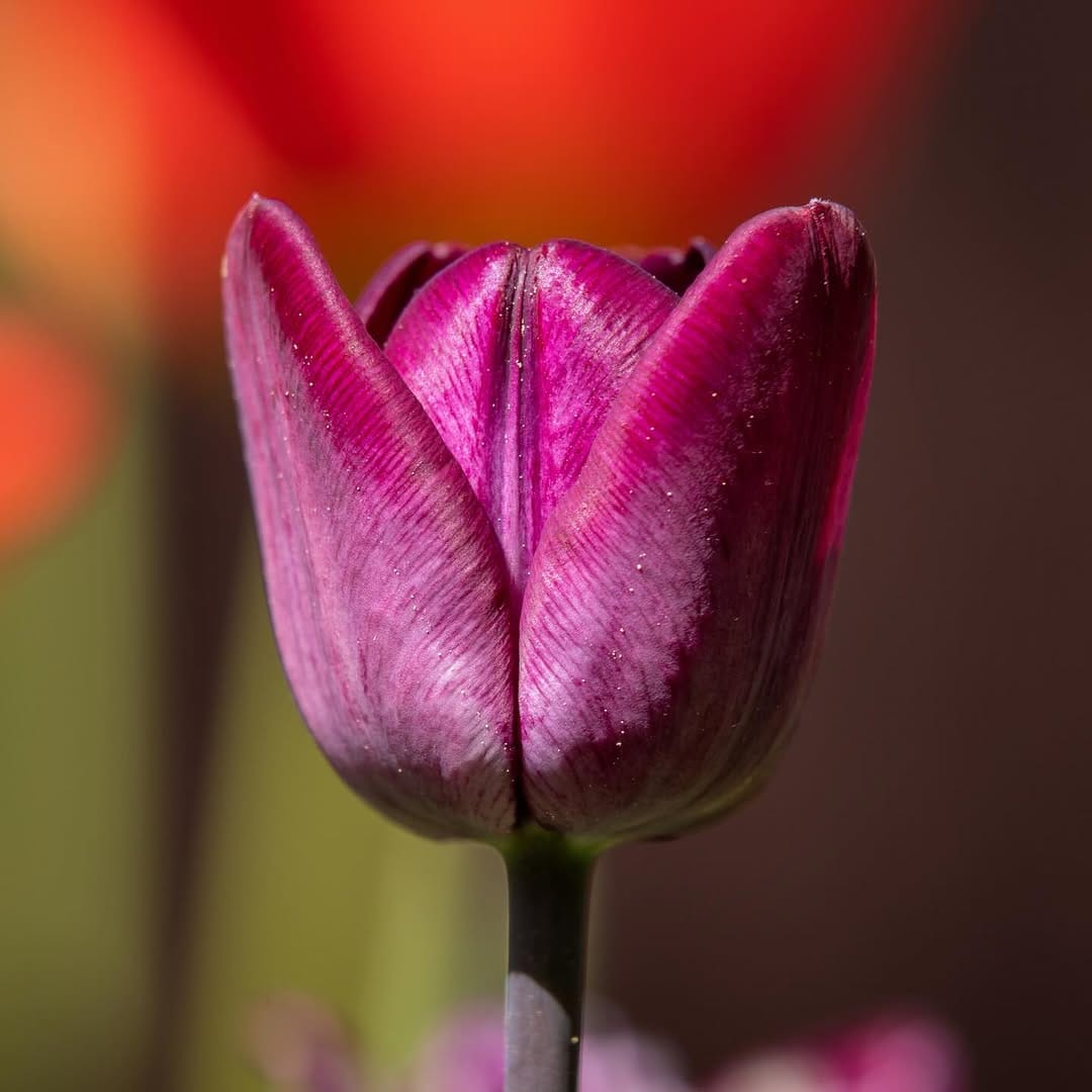 Post 10 by Anton Leonov on Instagram (image)