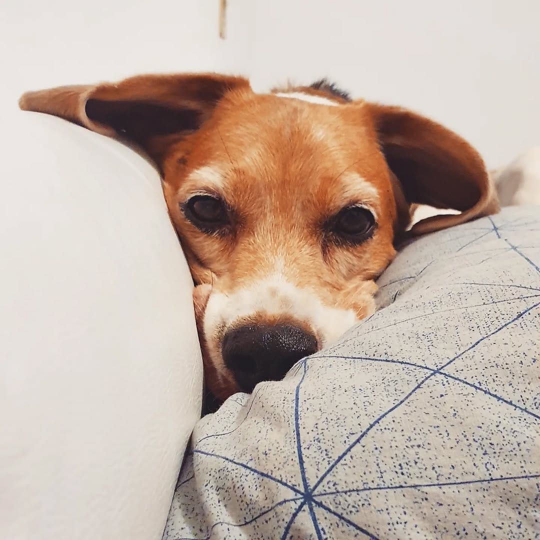 Post 1 by Baltazar, o Beagle on Instagram (image)