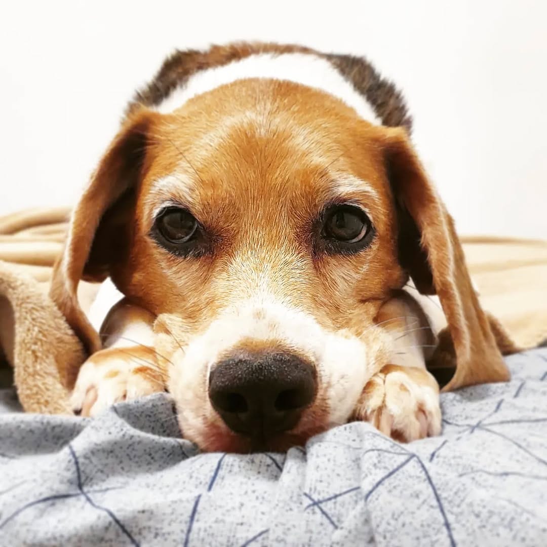 Post 2 by Baltazar, o Beagle on Instagram (image)