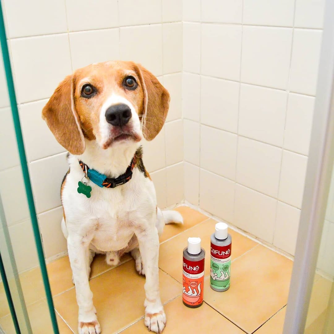 Post 6 by Baltazar, o Beagle on Instagram (image)