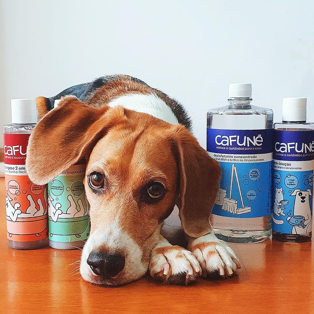 Post 8 by Baltazar, o Beagle on Instagram (image)