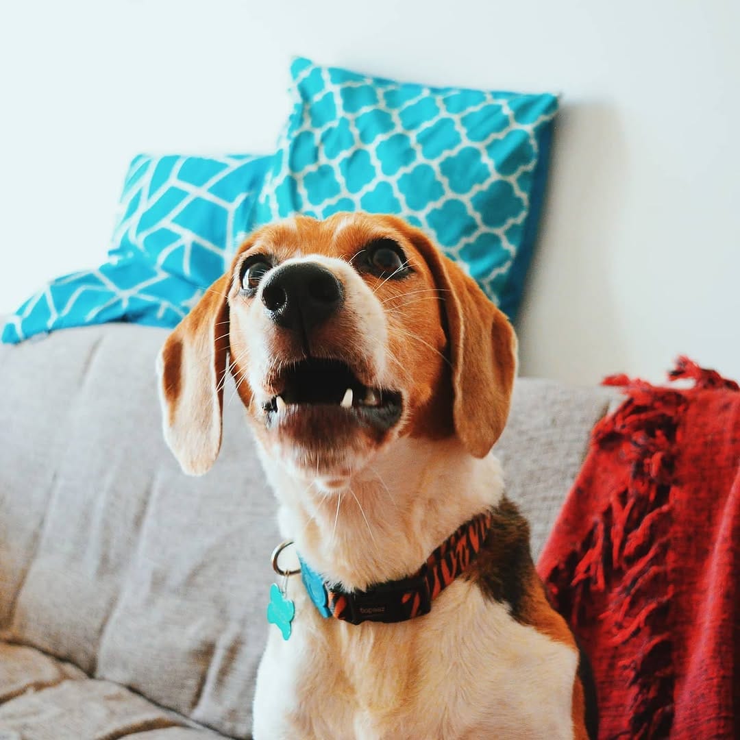 Post 5 by Baltazar, o Beagle on Instagram (image)