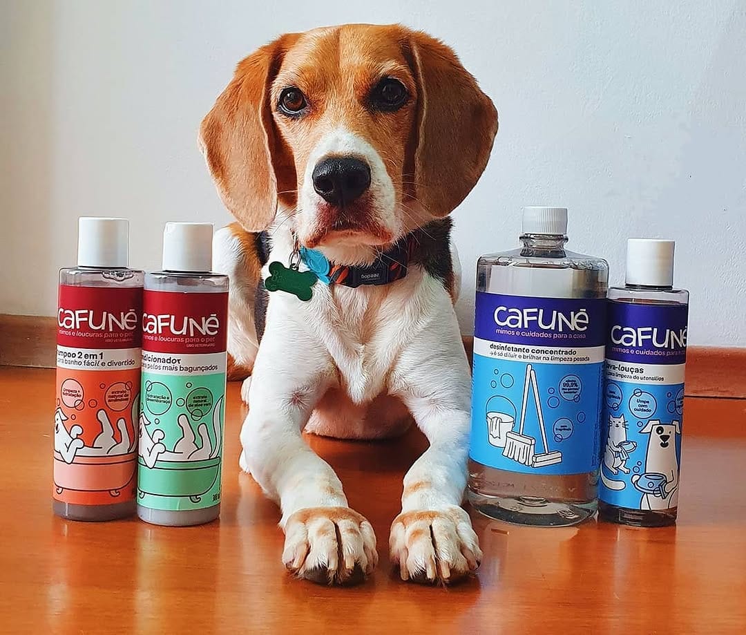 Post 3 by Baltazar, o Beagle on Instagram (image)