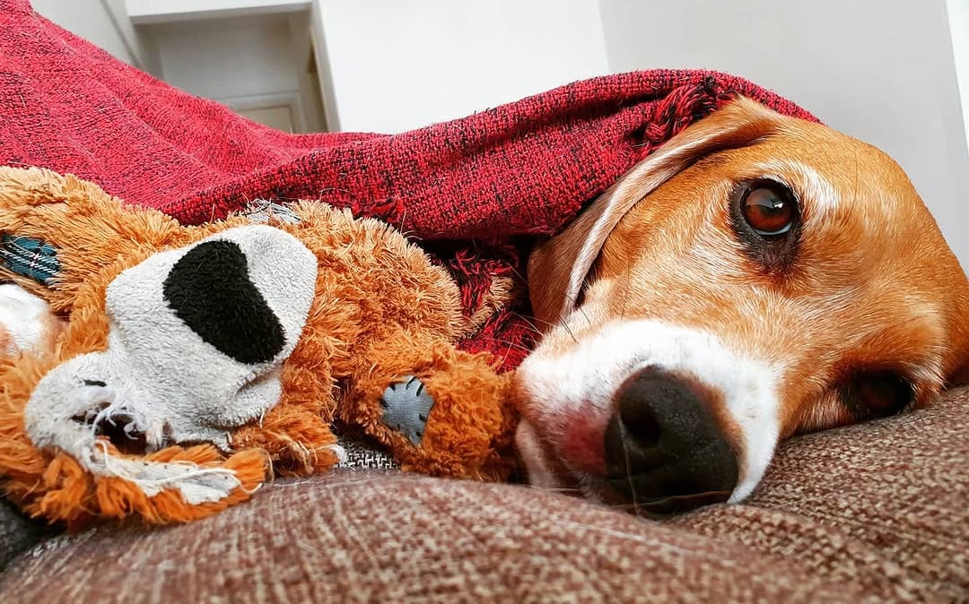 Post 7 by Baltazar, o Beagle on Instagram (image)