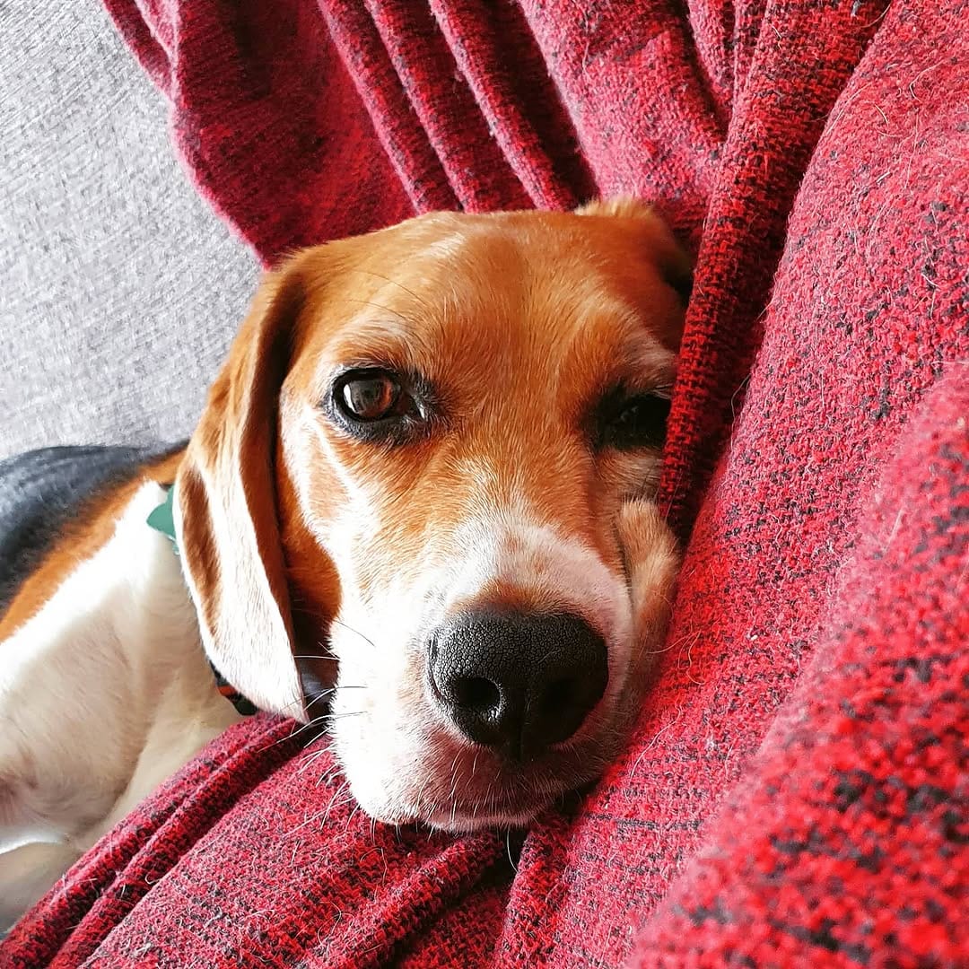 Post 9 by Baltazar, o Beagle on Instagram (image)