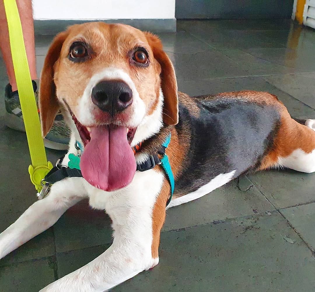 Post 4 by Baltazar, o Beagle on Instagram (image)