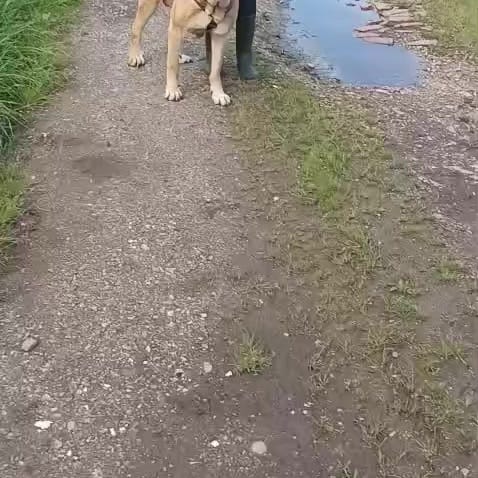 Post 6 by Protectora Animales Asturias on Instagram (video)