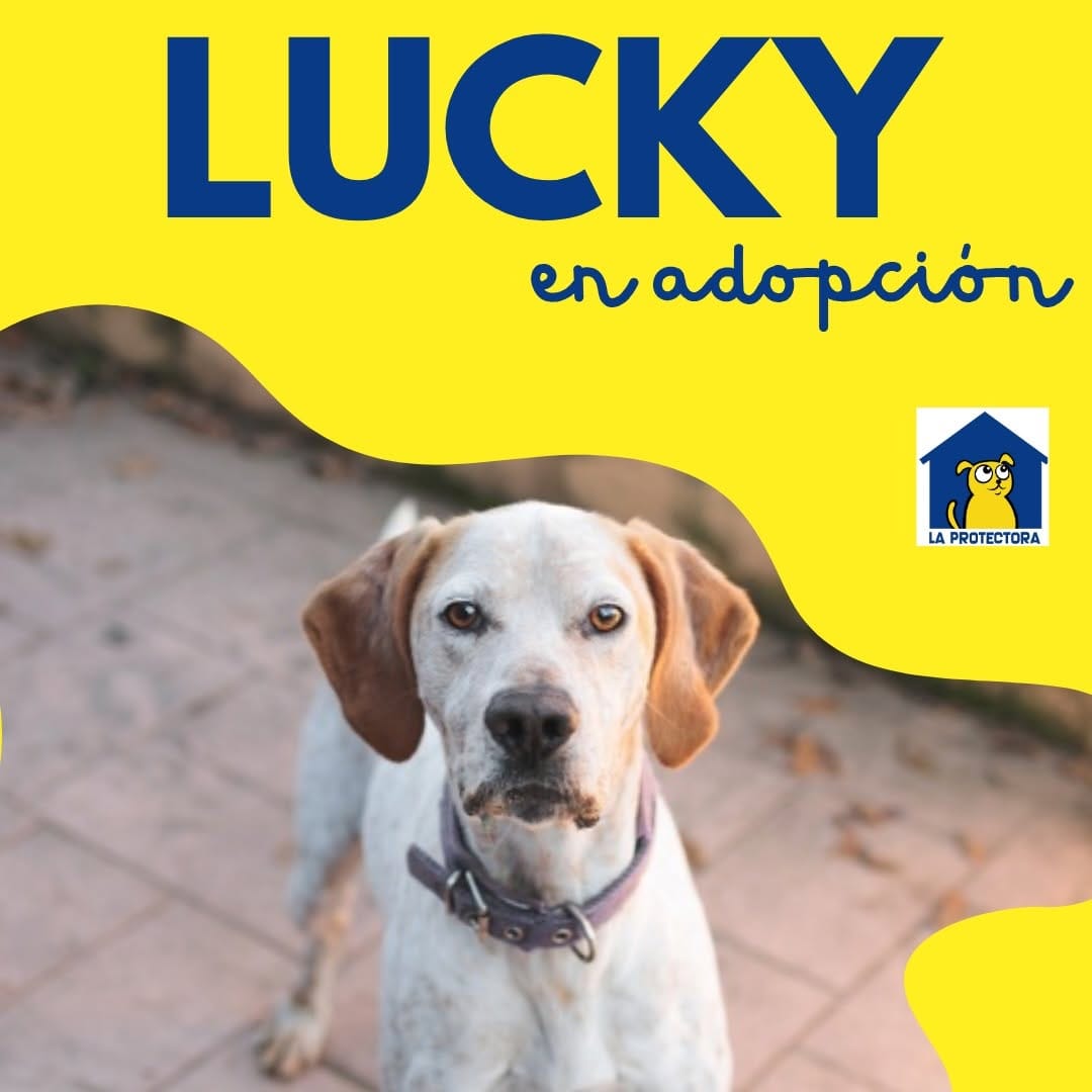 Post 1 by Protectora Animales Asturias on Instagram (carousel)