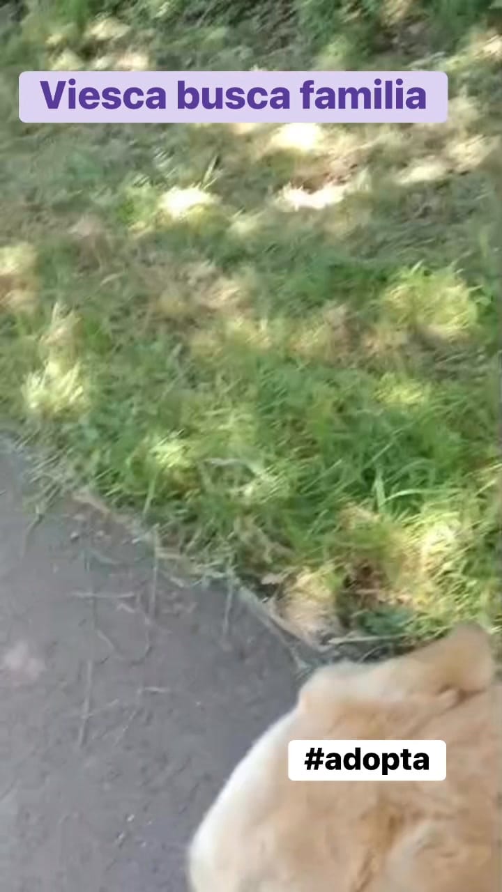 Post 4 by Protectora Animales Asturias on Instagram (video)