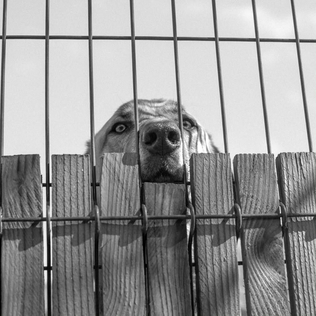 Post 10 by Protectora Animales Asturias on Instagram (carousel)
