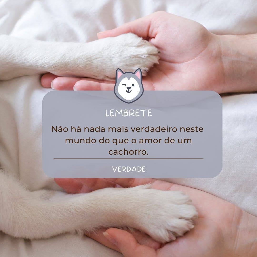 Post 5 by Husky Siberiano Ceará Oficial on Instagram (image)