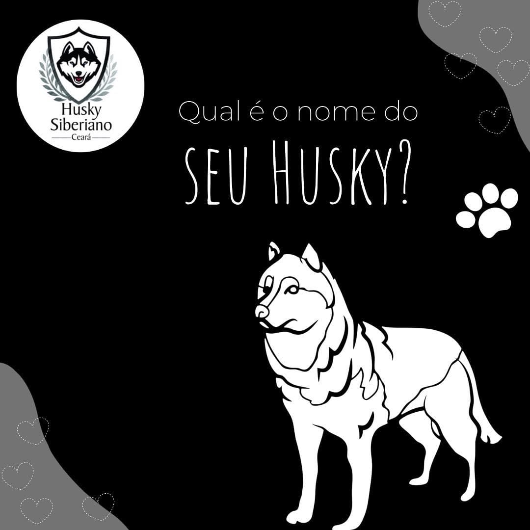 Post 8 by Husky Siberiano Ceará Oficial on Instagram (image)