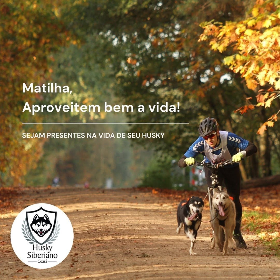 Post 7 by Husky Siberiano Ceará Oficial on Instagram (image)