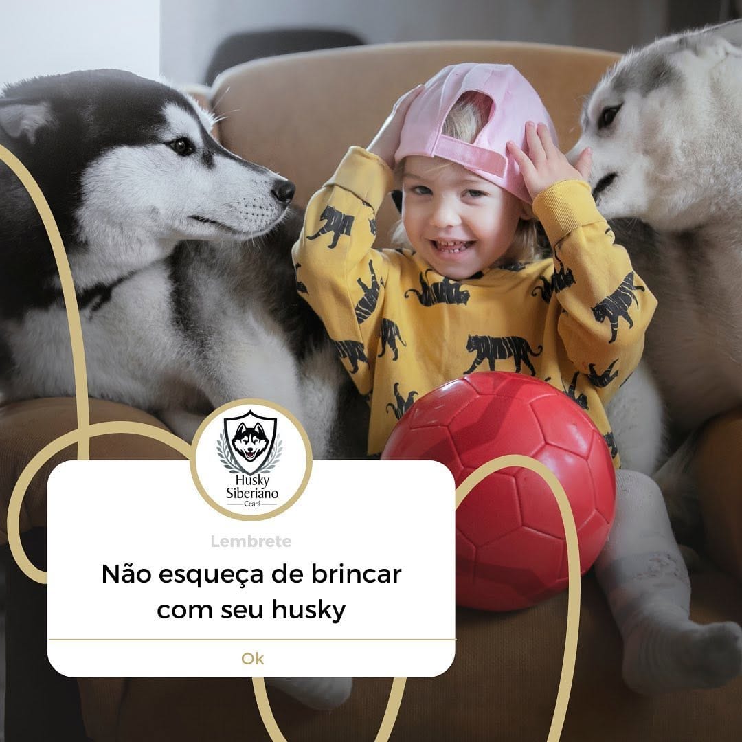 Post 4 by Husky Siberiano Ceará Oficial on Instagram (image)