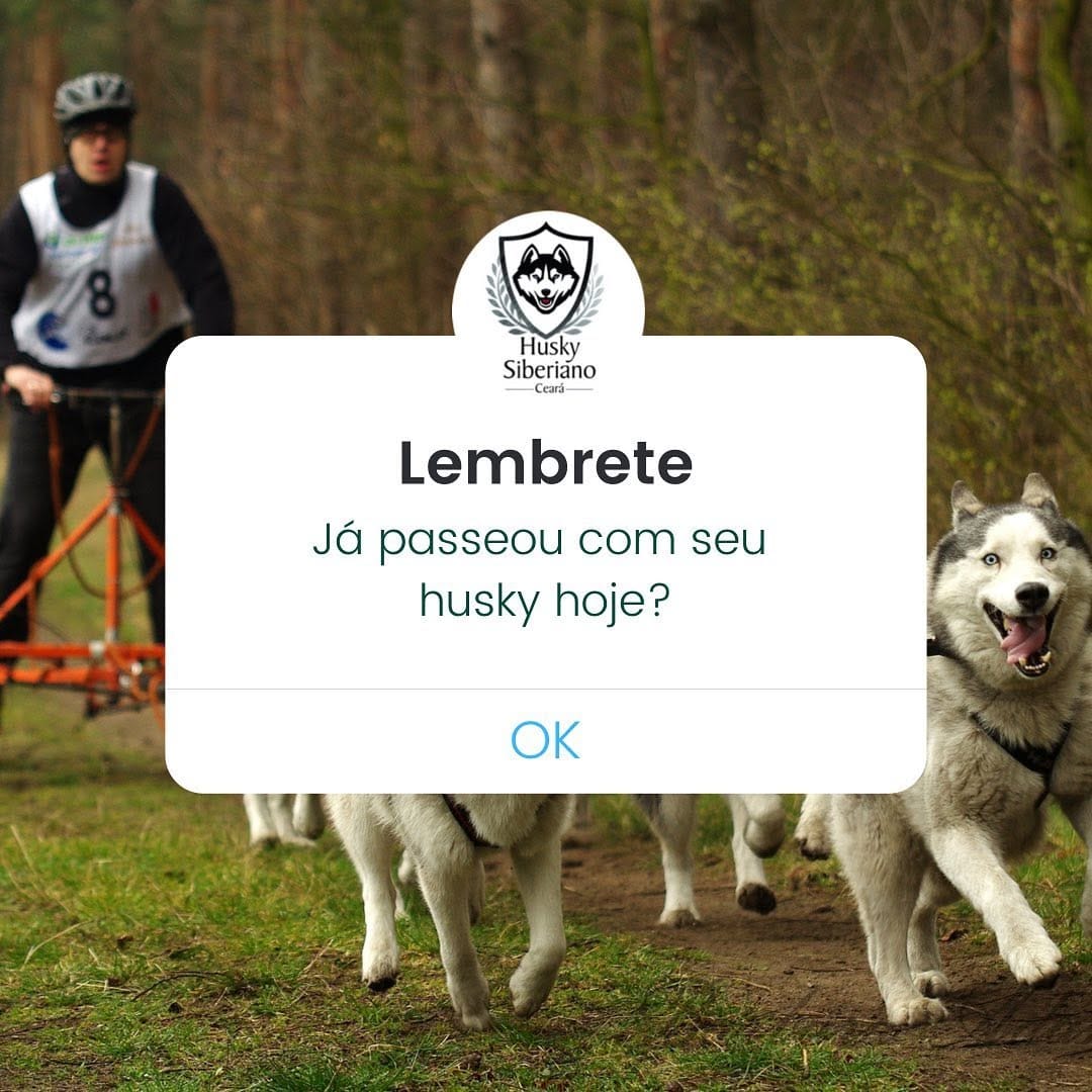 Post 10 by Husky Siberiano Ceará Oficial on Instagram (image)