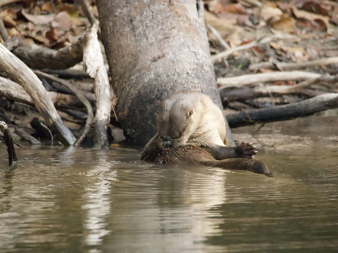 Post 3 by Visit.Pantanal on Instagram (image)