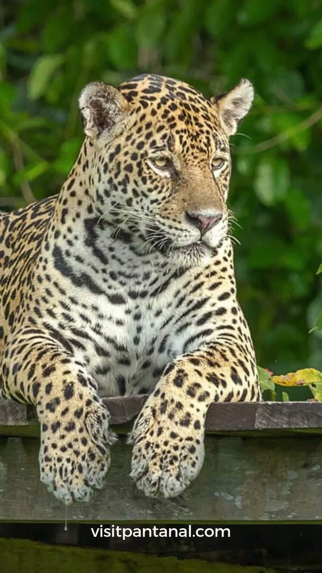 Post 8 by Visit.Pantanal on Instagram (video)