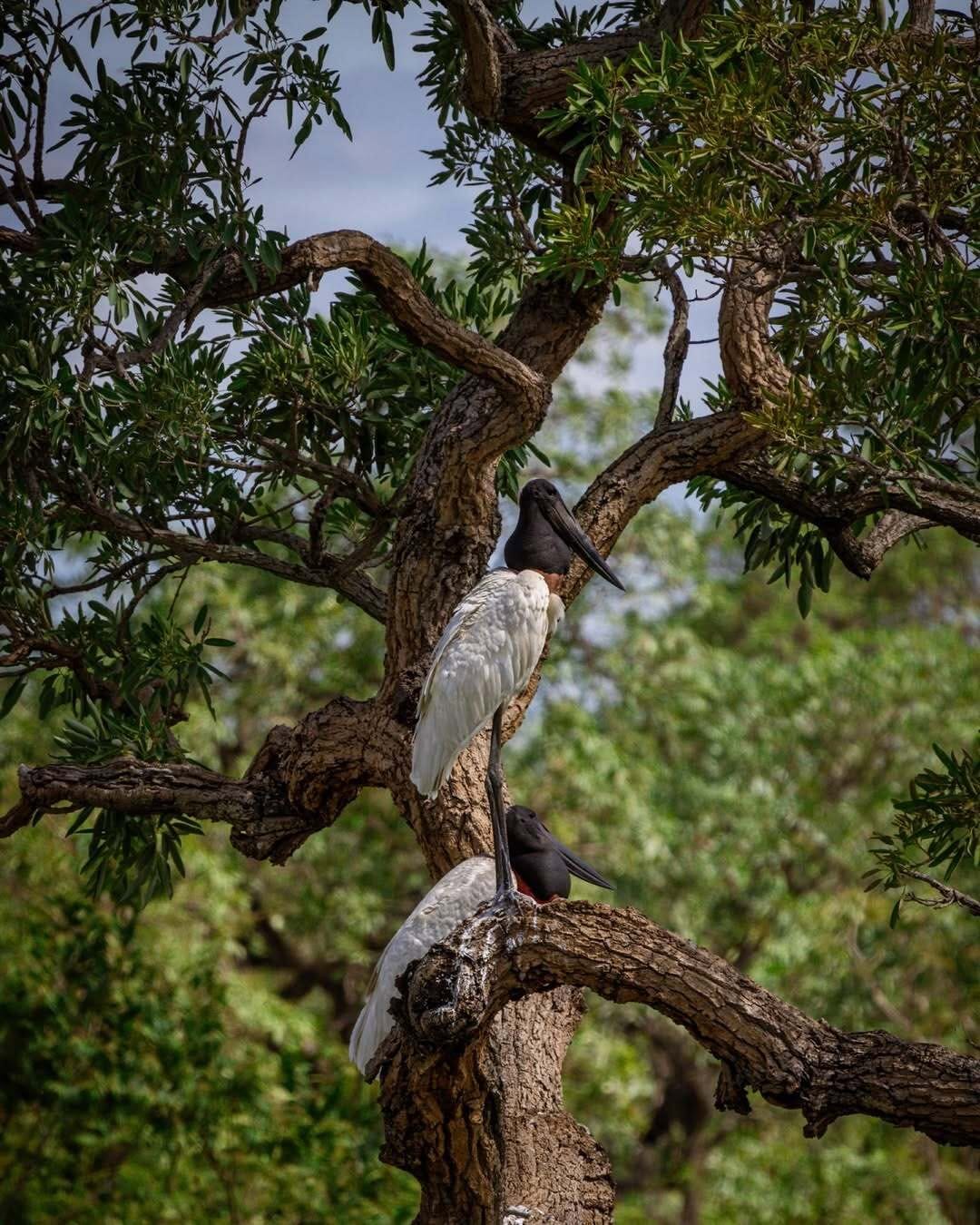 Post 1 by Visit.Pantanal on Instagram (carousel)