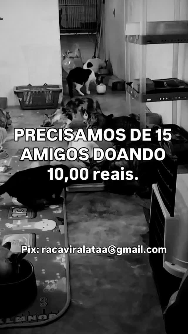 Post 10 by Por Thialy 🐾 on Instagram (video)