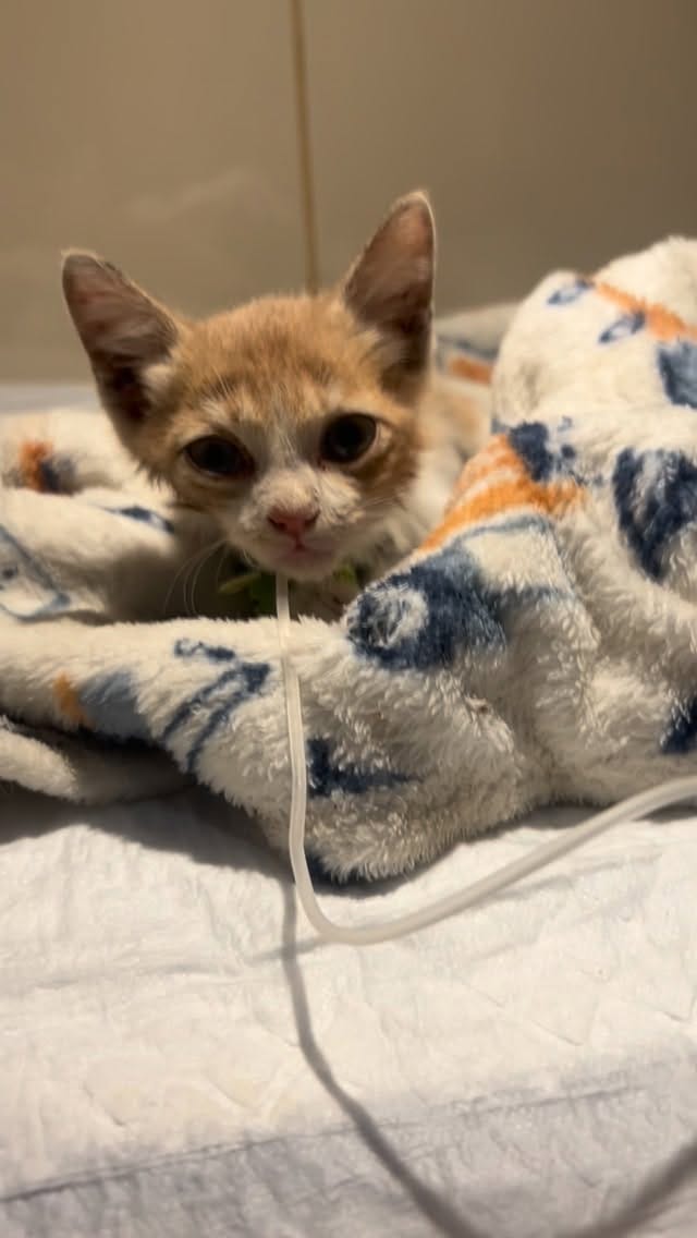 Post 2 by Por Thialy 🐾 on Instagram (video)