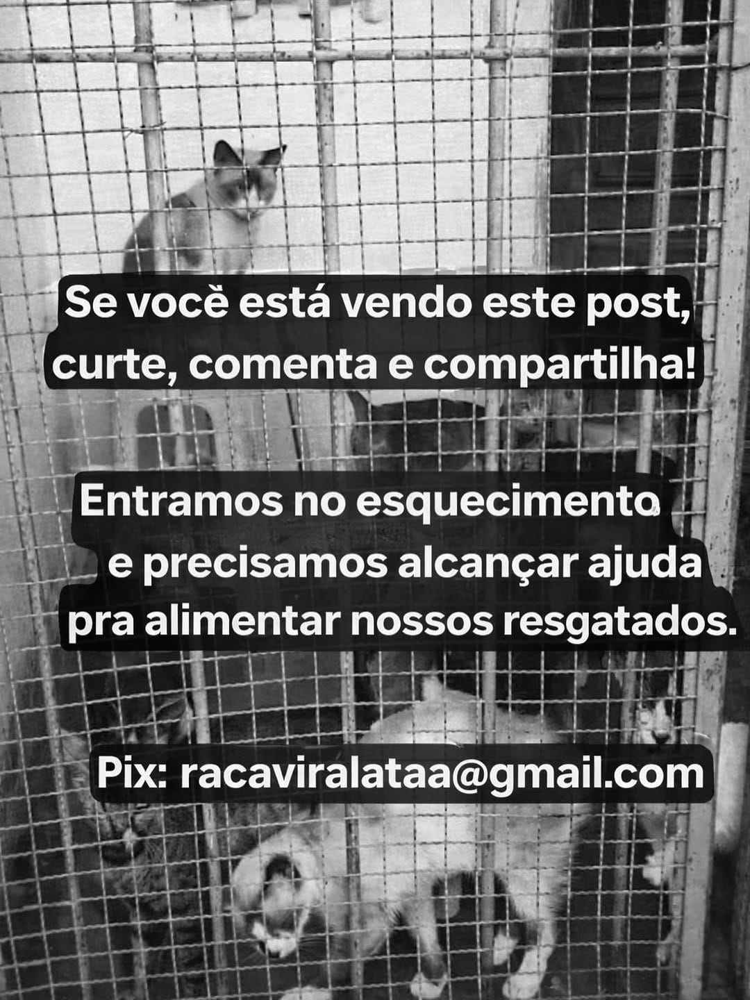 Post 6 by Por Thialy 🐾 on Instagram (image)