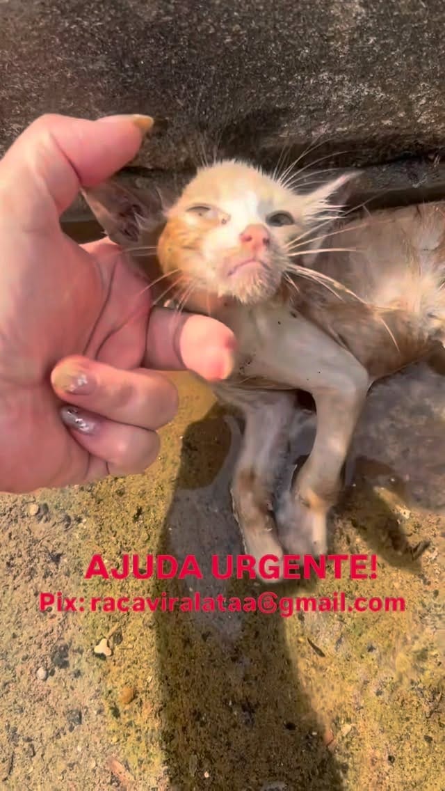 Post 4 by Por Thialy 🐾 on Instagram (video)