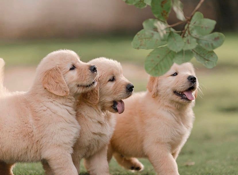 Post 6 by Golden Fortress Kennel on Instagram (image)