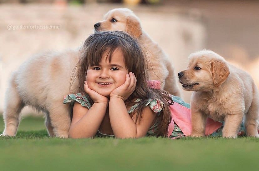 Post 9 by Golden Fortress Kennel on Instagram (image)