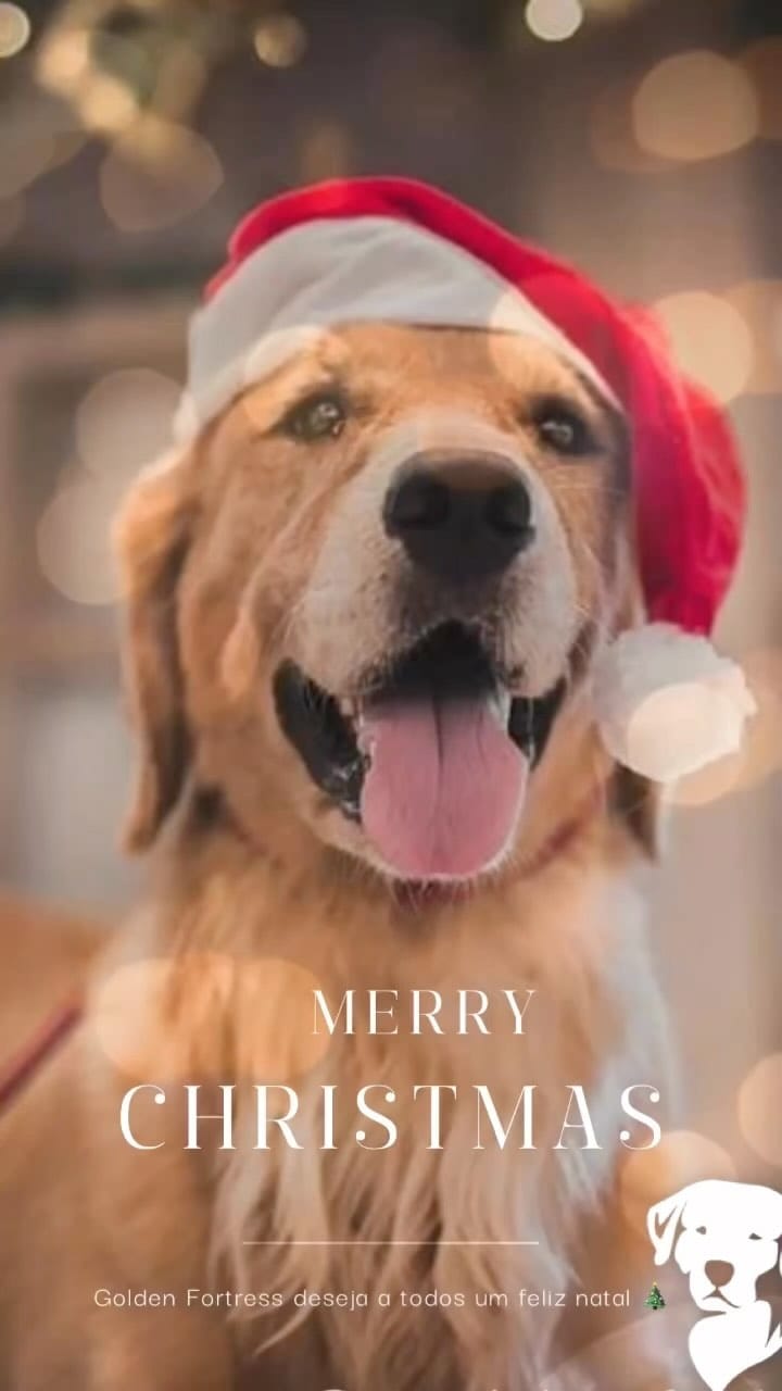 Post 5 by Golden Fortress Kennel on Instagram (video)