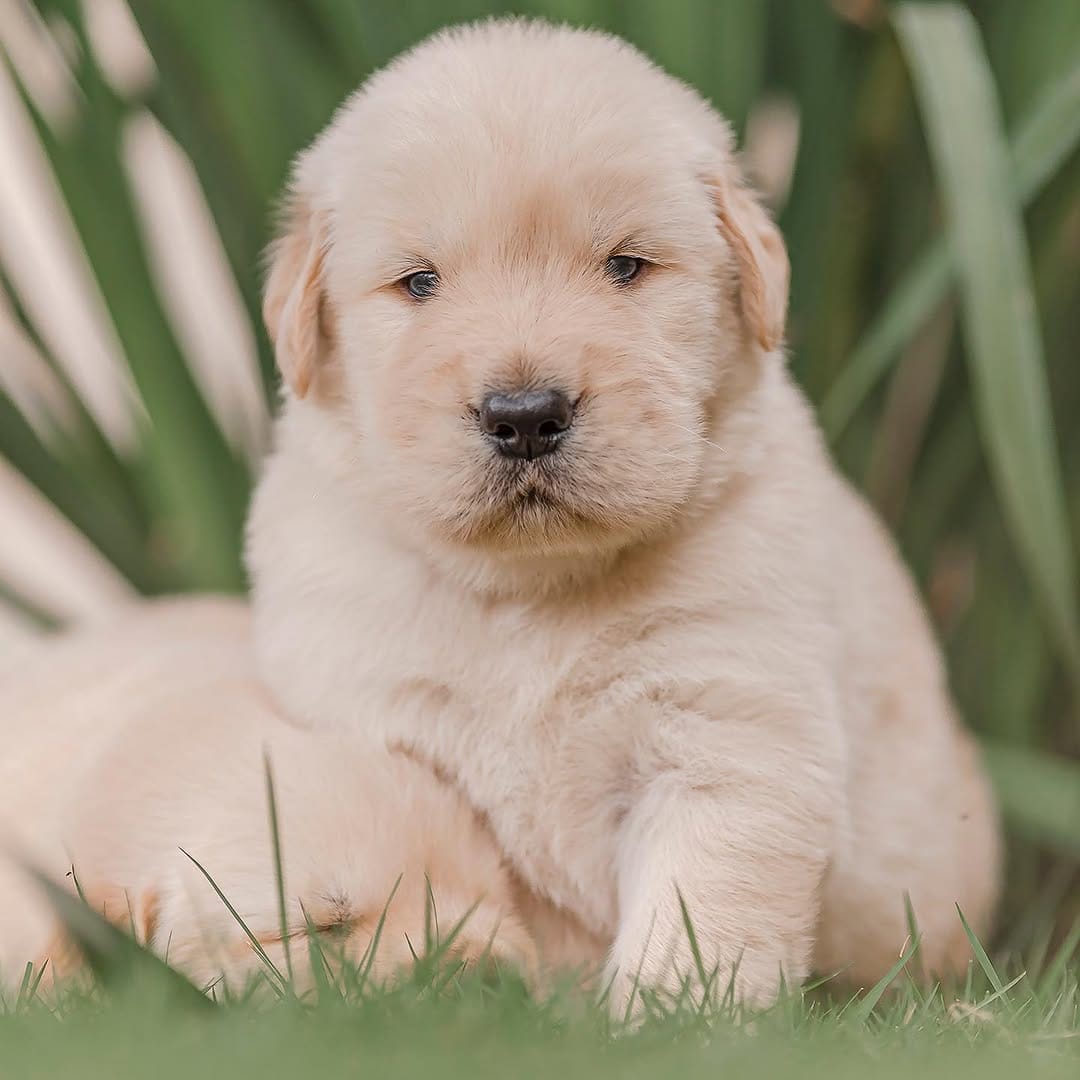 Post 8 by Golden Fortress Kennel on Instagram (image)