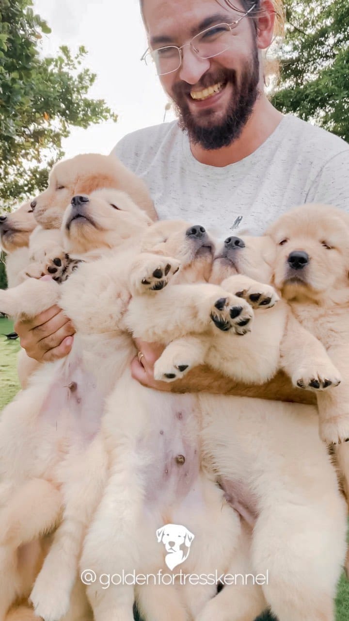Post 10 by Golden Fortress Kennel on Instagram (video)
