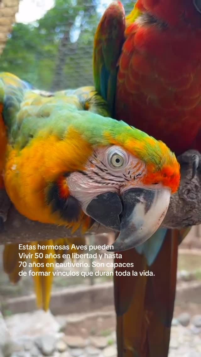 Post 1 by Fundación Refugio Salvaje on Instagram (video)